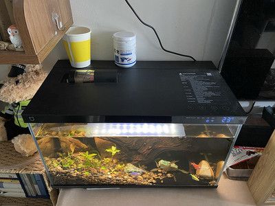 紅龍魚發色過程記錄表格過程記錄表格記錄表格：紅龍魚發色過程怎么記錄