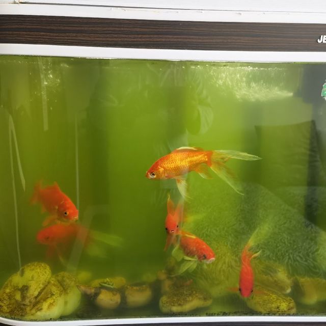 佳寶c380魚缸：佳寶c380魚缸怎么樣