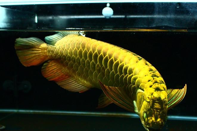 銀龍魚苗怎么養(yǎng)護和喂食圖片