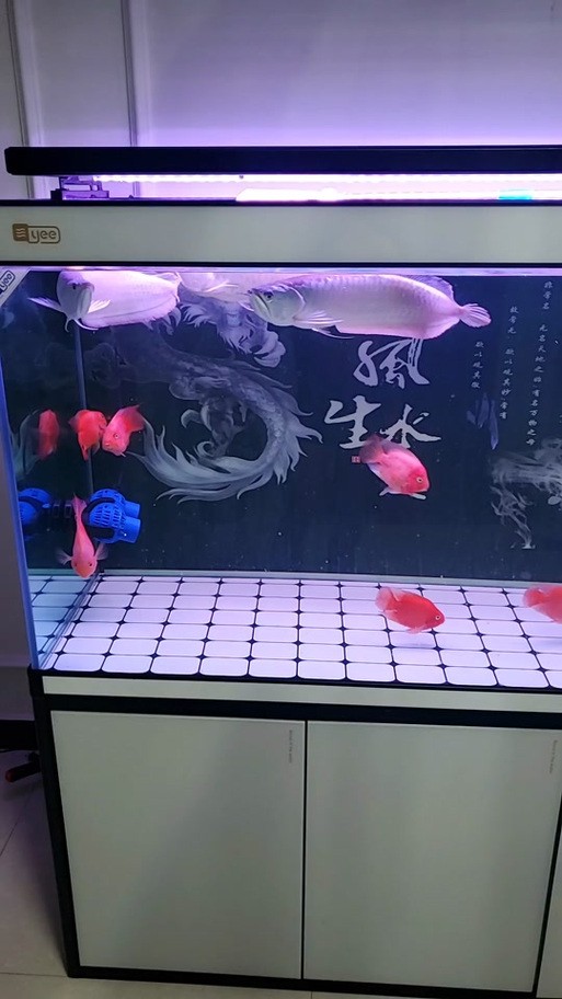 銀龍魚苗怎么養(yǎng)護和喂食圖片