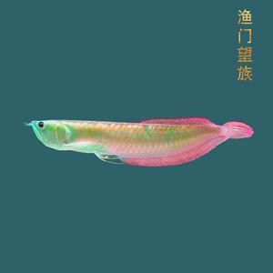 銀龍魚苗怎么養(yǎng)護和喂食圖片