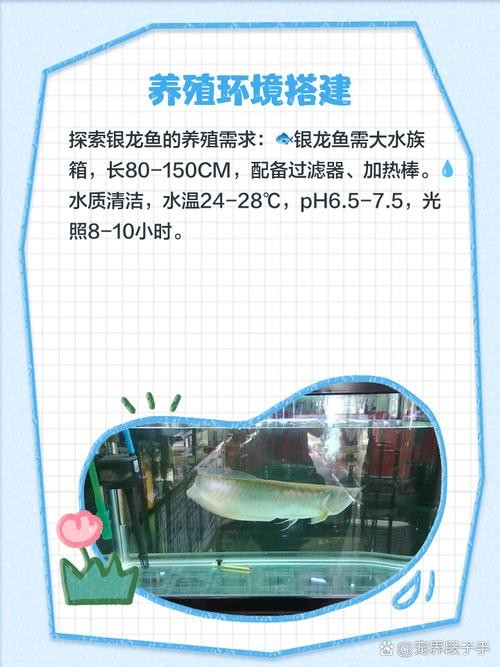 銀龍魚苗怎么養(yǎng)護和喂食圖片