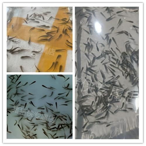 銀龍魚苗怎么養(yǎng)護和喂食圖片