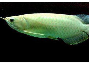 青龍魚值得養嗎，青龍魚在壽命、飼養難度、成本以及環境適應性等方面的優勢