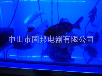 紅龍魚缸什么燈最好：紅龍魚缸適合什么燈