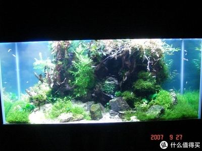 淡水魚缸造景的基本步驟根據(jù)搜索結(jié)果總結(jié)的魚缸造景方法：淡水魚缸造景教程