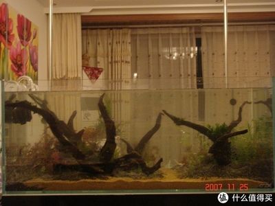 淡水魚缸造景的基本步驟根據(jù)搜索結(jié)果總結(jié)的魚缸造景方法：淡水魚缸造景教程