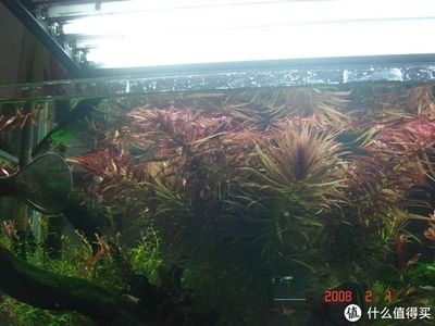 淡水魚缸造景的基本步驟根據(jù)搜索結(jié)果總結(jié)的魚缸造景方法：淡水魚缸造景教程