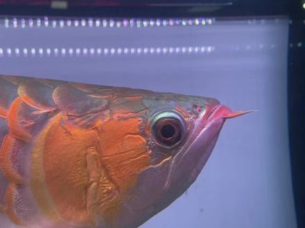 怎么防止龍魚兜嘴