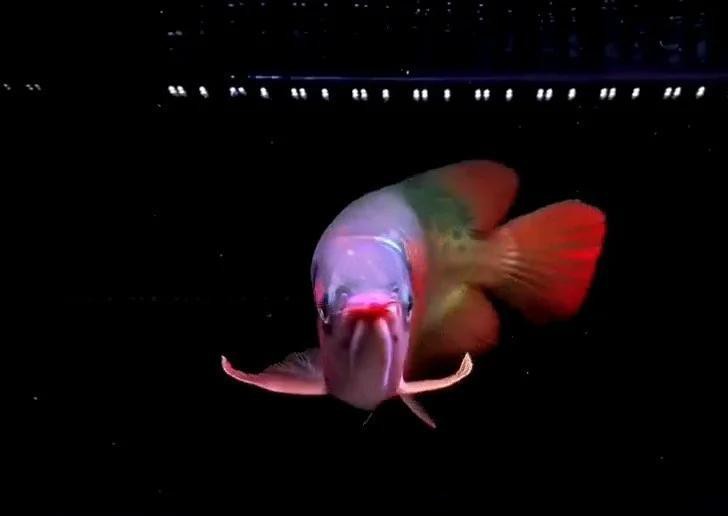 怎么防止龍魚兜嘴