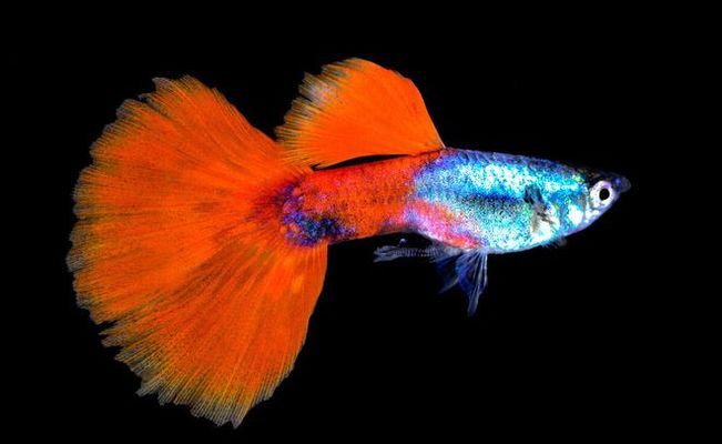 鄭州市二七區宏信水族觀賞魚店（鄭州市二七區宏信水族觀賞魚店電話）