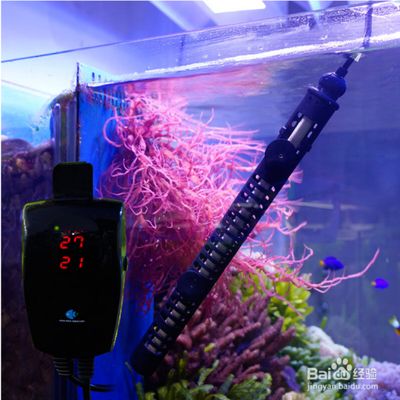 魚缸加熱棒選擇與使用指南：魚缸加熱棒使用注意事項