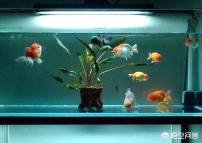 大品牌魚缸：佳寶jebo魚缸材質解析,
