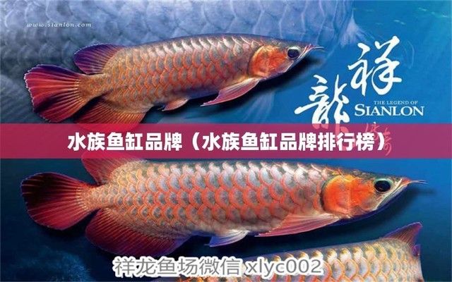 大品牌魚缸：佳寶jebo魚缸材質解析,