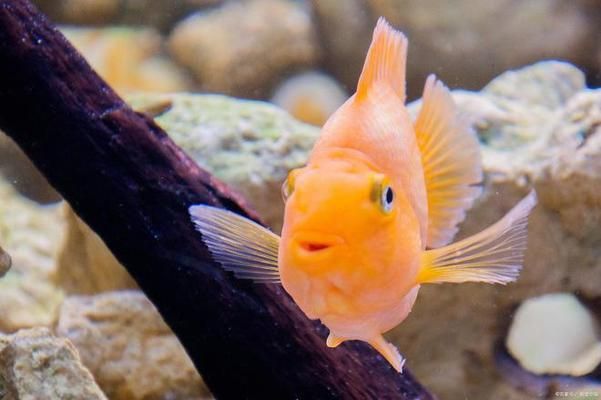 給大魚缸換水的注意事項：如何給大魚缸換水