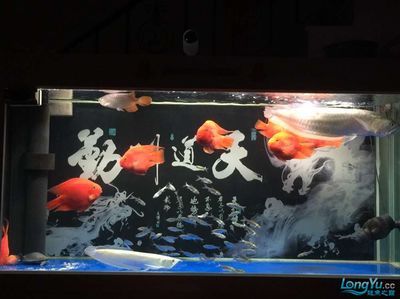 龍魚收到后多久能入缸養殖：龍魚收到后入缸養殖的時間需要考慮幾個因素，需要考慮幾個因素