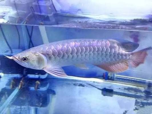 龍魚缸改原生缸好嗎：原生缸養(yǎng)龍魚的日常維護(hù)要點(diǎn)，原生缸養(yǎng)龍魚的溫度控制方法