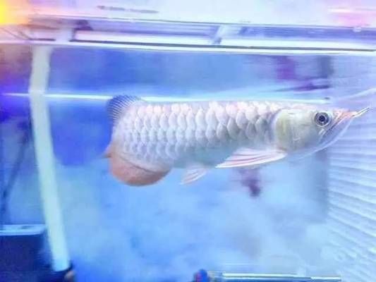 龍魚缸改原生缸好嗎：原生缸養(yǎng)龍魚的日常維護(hù)要點(diǎn)，原生缸養(yǎng)龍魚的溫度控制方法