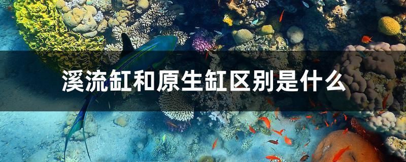 龍魚缸改原生缸好嗎：原生缸養(yǎng)龍魚的日常維護(hù)要點(diǎn)，原生缸養(yǎng)龍魚的溫度控制方法