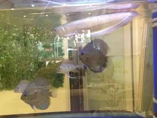 龍魚缸改原生缸好嗎：原生缸養(yǎng)龍魚的日常維護(hù)要點(diǎn)，原生缸養(yǎng)龍魚的溫度控制方法