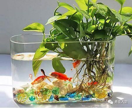 給魚缸換水是否可以使用自來水？：給魚缸換水不建議直接使用自來水處理方法是晾曬法