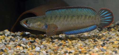 雷龍魚(yú)苗多大才會(huì)脫離親魚(yú)（雷龍魚(yú)苗何時(shí)能脫離親魚(yú)）