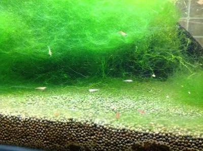 北京玉閣觀賞魚店 北京玉閣觀賞魚店 全國水族館企業(yè)名錄