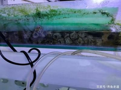 魚缸濾材的選擇指南了解不同種類型的魚缸濾材的選擇指南：新買的魚缸濾材如何清洗