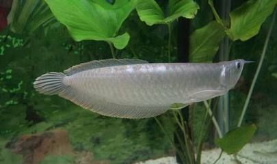 銀龍魚等級區分圖解（銀龍魚的等級區分）