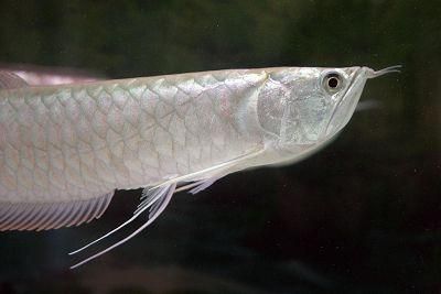 銀龍魚用什么背景最好（關(guān)于銀龍魚背景顏色選擇的一些詳細(xì)信息）