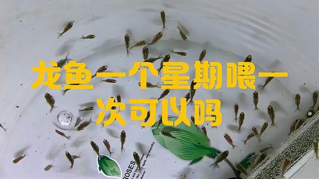 藍龍魚多久喂一次食物合適？