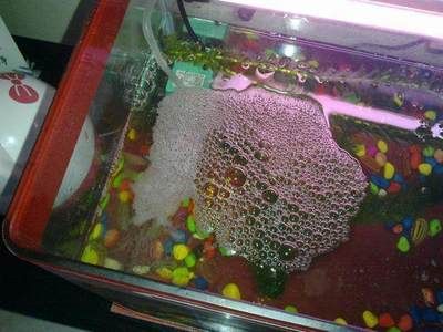 淡水魚缸怎么消毒比較好視頻（淡水魚缸消毒方法）