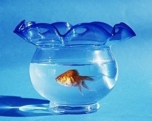 出魚缸是什么原因：如何防止魚缸跳缸