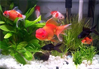 赤峰二手魚缸交易市場在哪個位置的簡單介紹