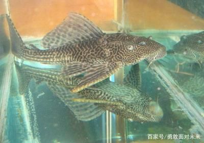 魚缸開缸指南魚缸開缸指南魚缸開缸指南魚缸開缸指南：新買的魚缸開缸養水步驟