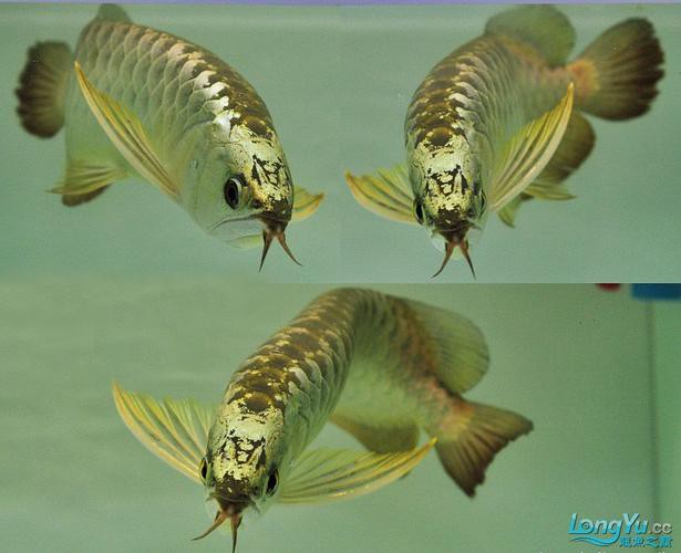 金頭金龍和古典金龍哪個更好養？