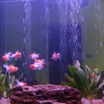 廣州魚缸批發(fā)市場：廣州作為大城市，擁有多個魚缸批發(fā)的地方是根據(jù)搜索結(jié)果整理的