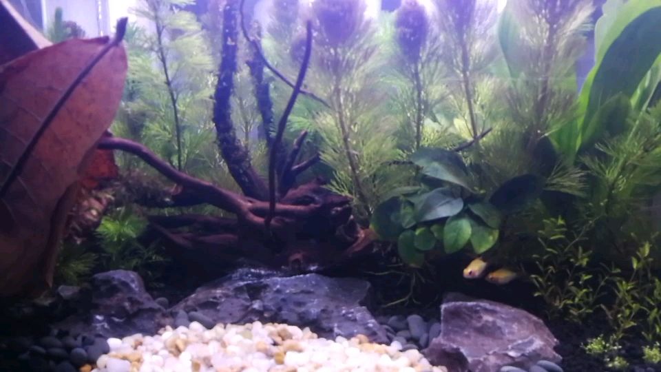 觀賞魚缸燈直射好嗎（光照對觀賞魚的影響）