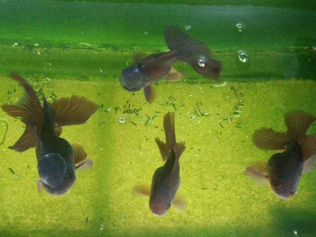 黑色魚缸背景顏色選擇應根據個人喜好和養魚種類進行選擇：如何選擇適合的魚缸背景色