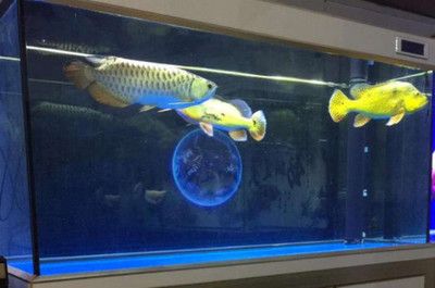 黑色魚缸背景顏色選擇應根據個人喜好和養魚種類進行選擇：如何選擇適合的魚缸背景色