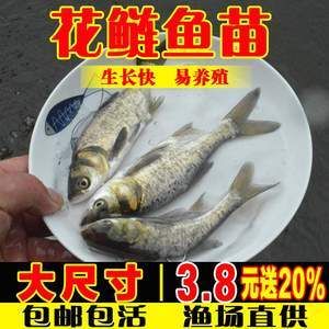 花鰱魚的養殖風險魚缸養殖方法:花鰱魚怎么養殖花鰱魚怎么養殖花鰱魚的養殖方法 魚缸百科 第1張 花鰱魚的養殖風險魚缸養殖方法:花鰱魚怎么養殖花鰱魚怎么養殖花鰱魚的養殖方法 花鰱魚的養殖風險魚缸養殖方法:花鰱魚怎么養殖花鰱魚怎么養殖花鰱魚的養殖方法 魚缸百科 第1張