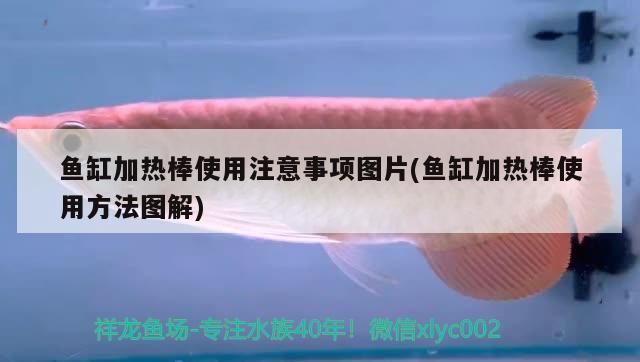 魚缸兩個加熱棒可以一起用嗎：魚缸加熱棒選擇指南