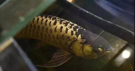 國內可以繁殖龍魚嗎？：內繁殖龍魚繁殖案例龍魚繁殖案例分析龍魚繁殖案例