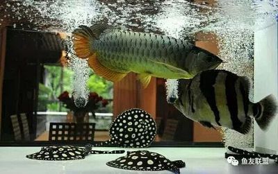 龍魚剛到家?guī)滋煳故常糊堲~剛到家?guī)滋煳故承枰⒁庖韵聨c：新環(huán)境適應(yīng)