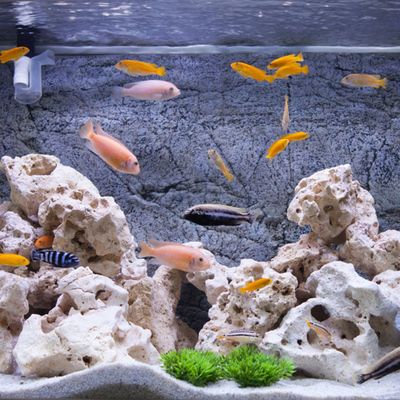 魚缸用海沙可以用于淡水魚缸嗎：淡水魚缸用海沙可以嗎