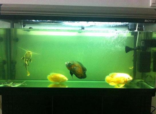 魚缸用增氧泵價格是多少:魚缸增氧機-xtrac增氧機-xtrac增氧機 芝罘區魚航水族館(芝罘區魚航水族館電話) 全國水族館企業名錄 芝罘區魚航水族館(芝罘區魚航水族館電話) 芝罘區魚航水族館(芝罘區魚航水族館電話) 全國水族館企業名錄