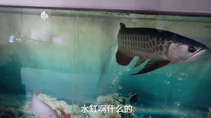 龍魚可以喂羅非魚嗎：龍魚可以吃小羅非魚嗎