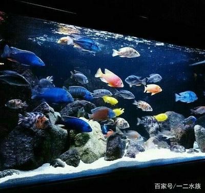 魚缸水發白的原因硝化細菌后水發白的原因是什么：加入硝化細菌后魚缸水發白的原因