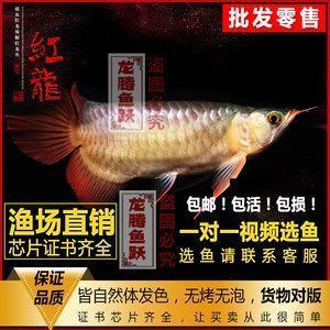 紅龍魚魚苗批發廠家地址（京東紅龍魚苗批發廠家具體地址直接搜索結果未被提供）