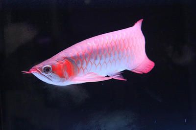 頂級血紅龍魚：最貴的血紅龍魚曾拍出400萬高價，價格差異性主要取決于品種